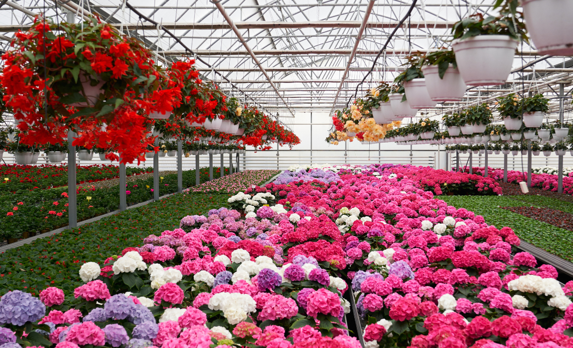 Abertura de mercado na Arábia Saudita para exportação de flores e feno