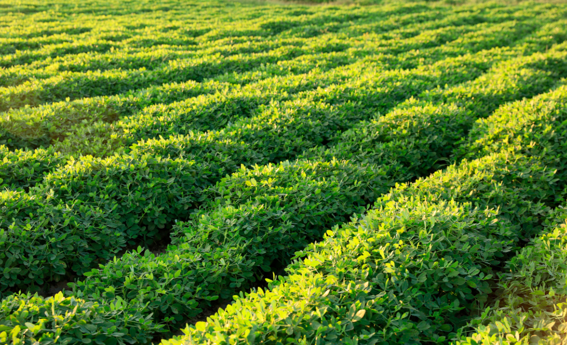 Valor Bruto da Produção do agro alcançou R$ 1,41 trilhão em janeiro