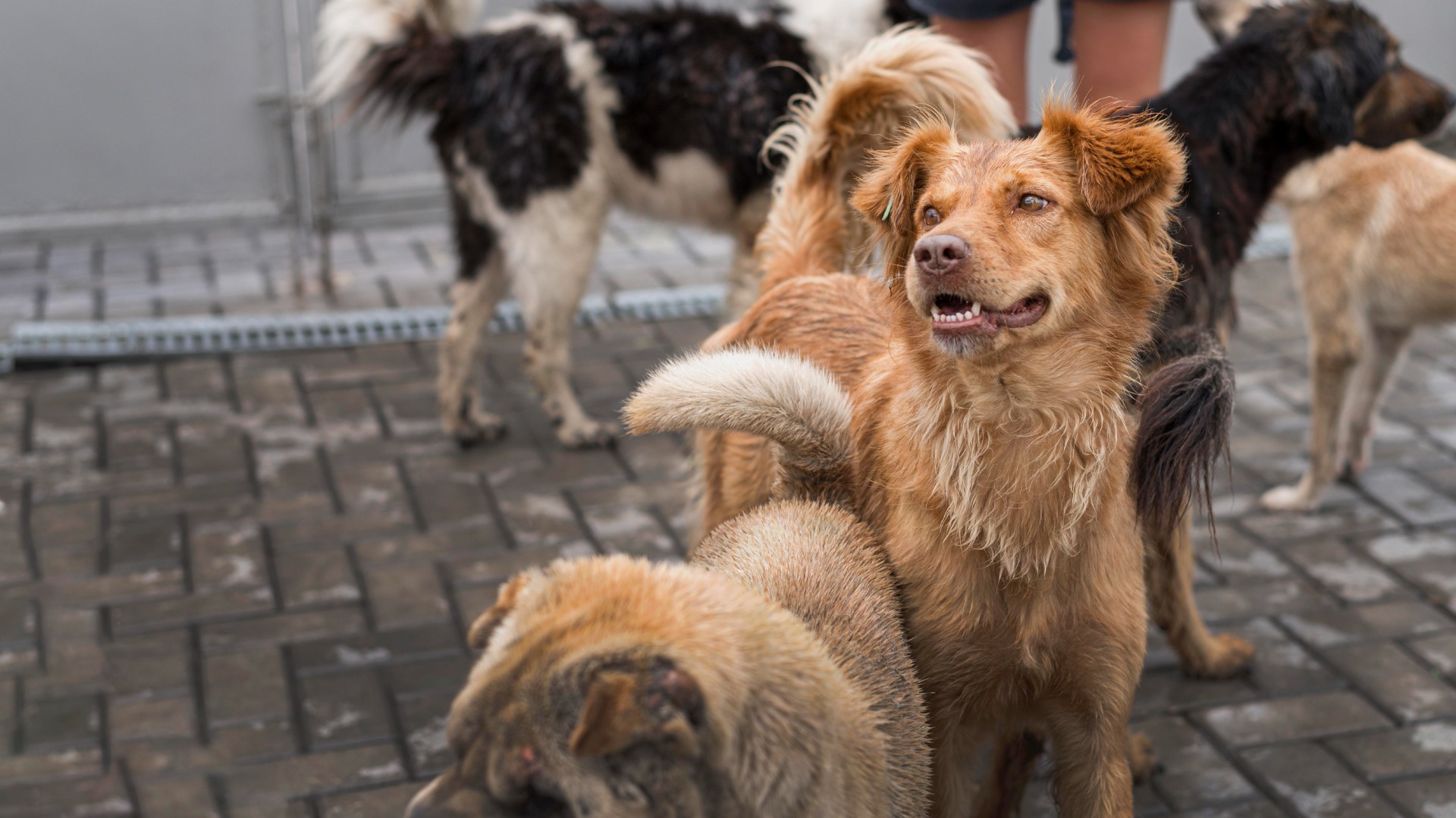 Decisão obtida pela AGU obriga município a resgatar cachorros abandonados no campus do IFES
