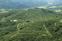 Plantação de ca´fé em Guaxupé (MG)