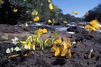 ANA volta a integrar Plenário do Conselho Nacional do Meio Ambiente