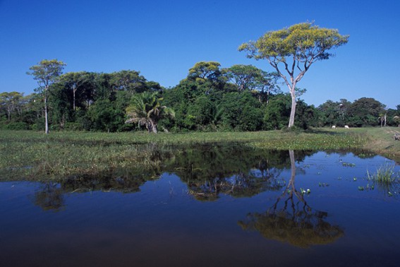 Pantanal (MT)
