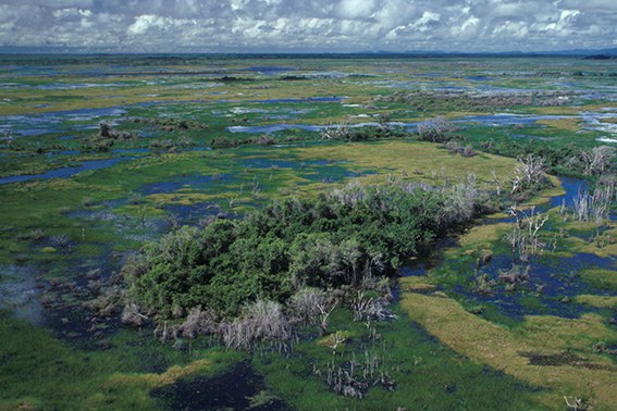 Pantanal próximo a Corumbá (MS)