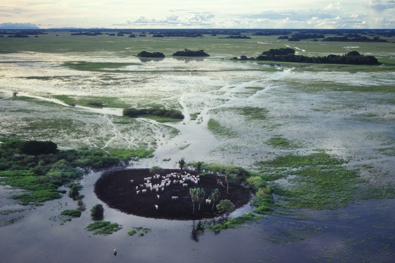 Gado ilhado no Pantanal (MS) durante período de cheia