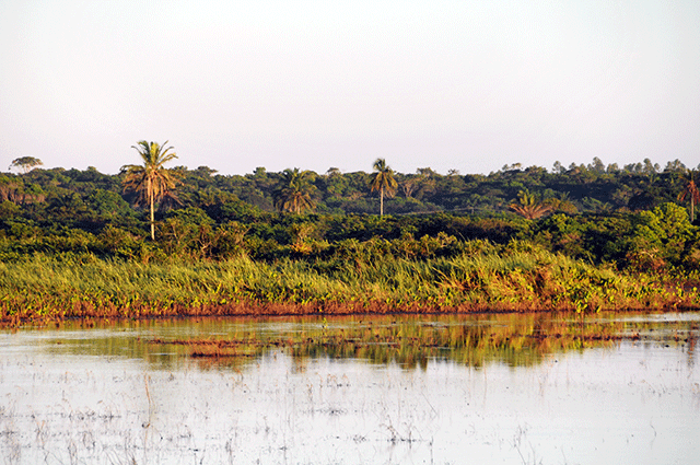 Floresta Atlântica - Parque Estadual de Itaúnas (ES)