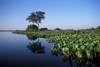 Parque Nacional do Pantanal Matogrossense (MT) - Zig Koch / Banco de Imagens ANA