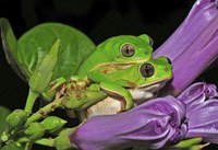 Biólogo brasileiro recebe menção honrosa da Royal Society por fotografia