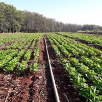 Bolsista utiliza bactérias para o melhor rendimento dos feijoeiros 