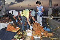 Cientistas descobrem novo recife marinho na foz do Amazonas