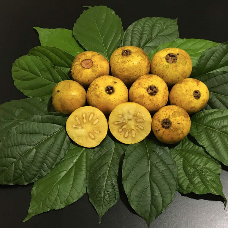 Como plantar guabiroba: a fruta rica em vitamina C - Revista Globo