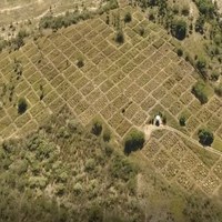 Pesquisa cria método para recuperar vegetação da Caatinga