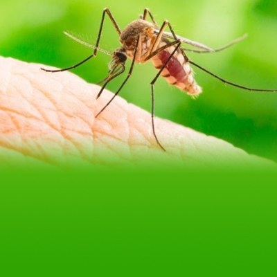 banner-zika-2.jpg