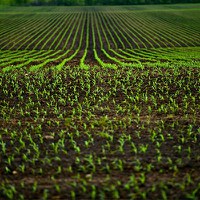 Programa de doutorado em agricultura nos EUA abre inscrições