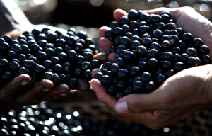 15052017 materia periodicos acai londrina brasil