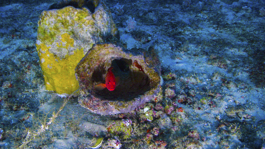 22032017 iodp bioma marinho img 0663