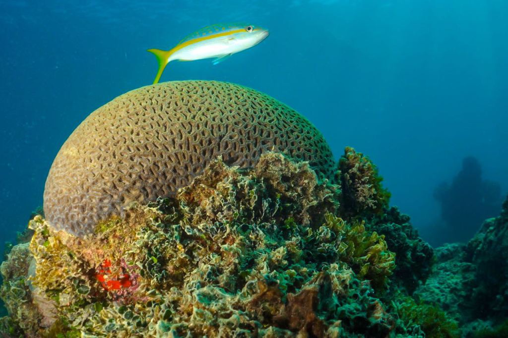 Recife de Abrolhos - Google Imagens