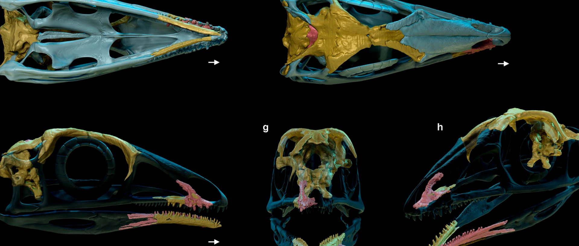 PALEONTOLOGIA