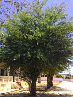 Prosopis juliflora, algaroba (Foto: Arquivo pessoal)