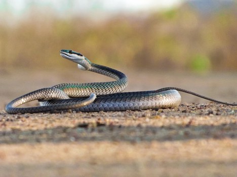 Foto de serpente no Instagram leva ao descobrimento de nova espécie