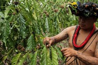 Destinados R$ 20 milhões para promoção de atividades sustentáveis em Terras Indígenas