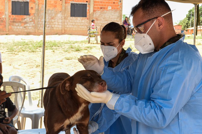 Veterinários das Forças Armadas atendem animais em aldeias indígenas