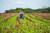 Contratação do crédito rural chega a R$ 169 bilhões, em nove meses