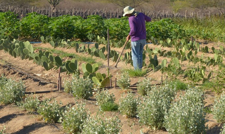 Garantia-Safra será pago para mais de 25 mil agricultores