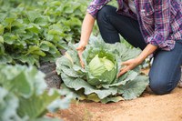 Anunciados R$ 12 bilhões em recursos para custeio antecipado do agronegócio