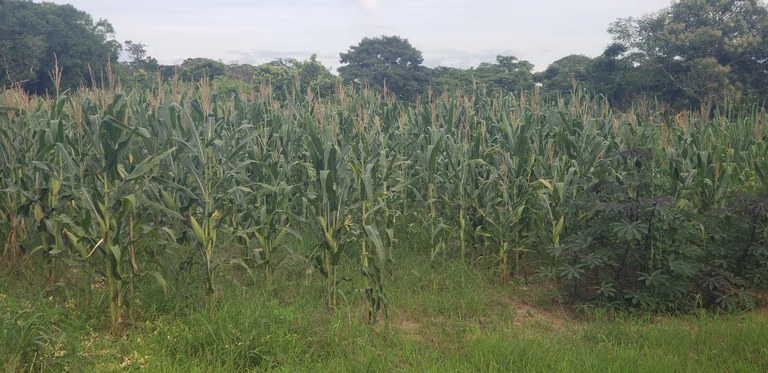 Indígenas Umutina do Mato Grosso investem na produção sustentável de milho