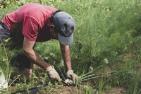 Plano Safra: BNDES destina R$ 5,1 bilhões a pequenos agricultores