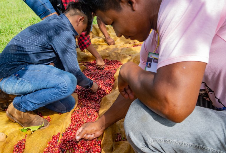 Indígenas de Rondônia ampliam as atividades de produção de alimentos