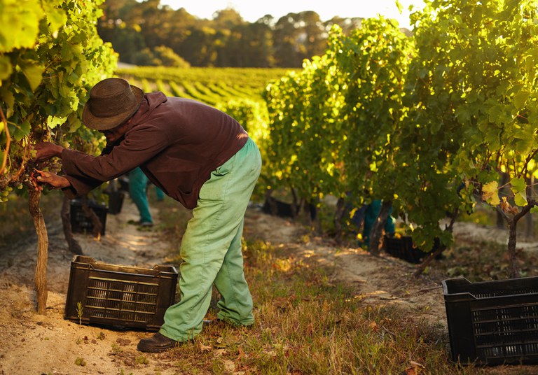 Garantia-Safra será pago para 13 mil agricultores familiares neste mês