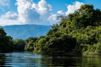 Amazônia tem mais de 160 mil km² de floresta em recuperação do desmatamento