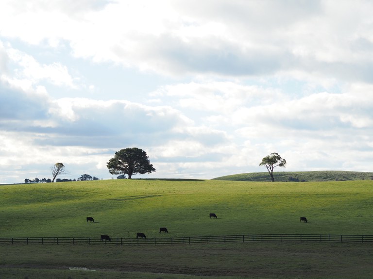 Brasil apresenta as medidas implementadas para reduzir a emissão de metano na pecuária