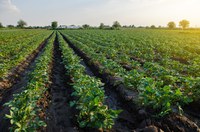 Com agro sustentável, Brasil busca solucionar mudança do clima e segurança alimentar