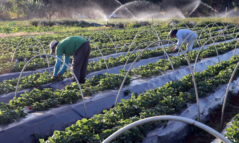 Auxílio Brasil Inclusão Produtiva Rural: um reforço na renda dos agricultores baianos