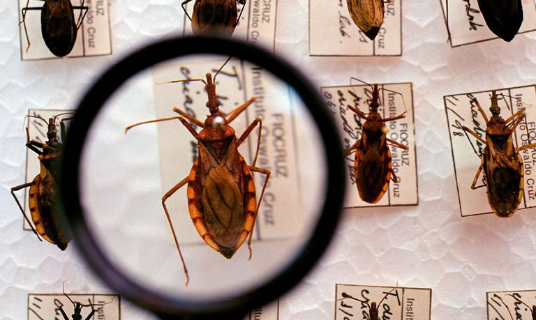 14 de abril: Dia Mundial de Combate à Doença de Chagas