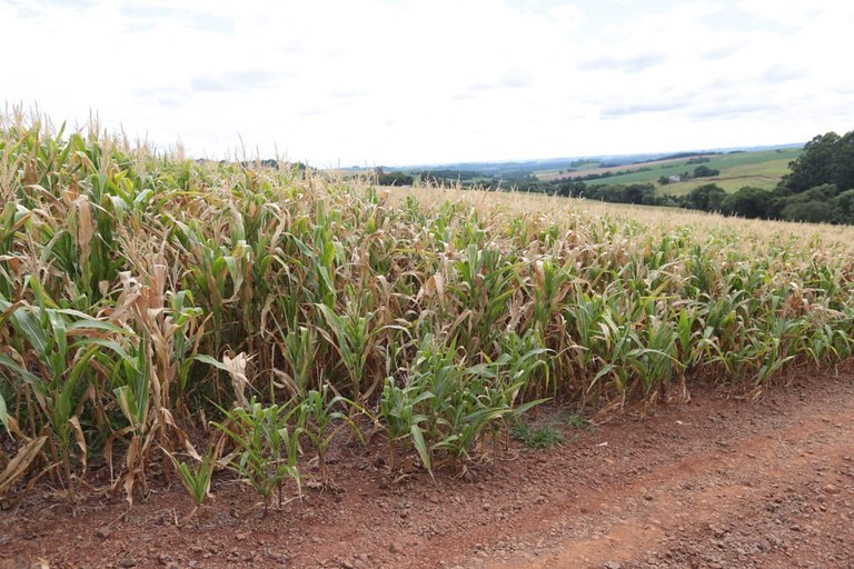 Regulamentado desconto de 35,2% nos financiamentos para produtores rurais atingidos pela seca