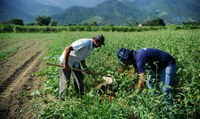 Programa Terra Brasil contribui para o fortalecimento da agricultura familiar