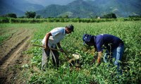 Autorizado pagamento do Garantia-Safra para mais de 74 mil agricultores em janeiro