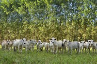 IICA e Fundo Verde do Clima fecham parceria para projetos de redução das emissões de metano nas Américas