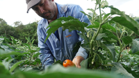 Começou o programa de liquidação de dívidas para os agricultores familiares