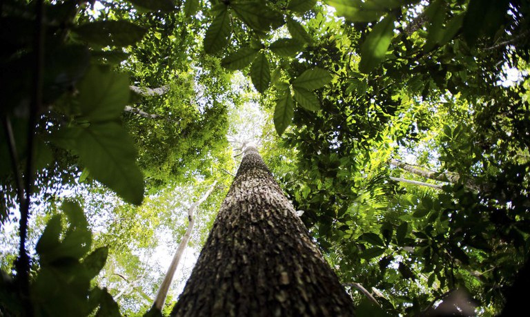 COP 27: Brasil abre oficialmente programação de painéis, destacando Mercado Global de Carbono