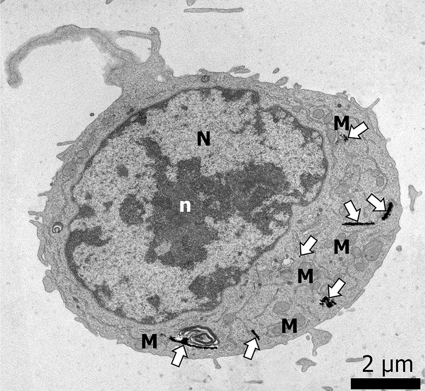 NANOMEDICINE-FIGURA_8-corte.jpg