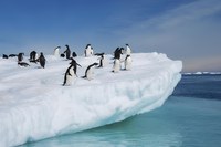 Pesquisadores do CDTN integram projeto sobre mudanças climáticas na Antártica