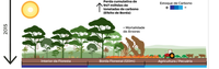 Cientistas apontam o aumento em 37% das perdas de carbono florestal pelo desmatamento na Amazônia