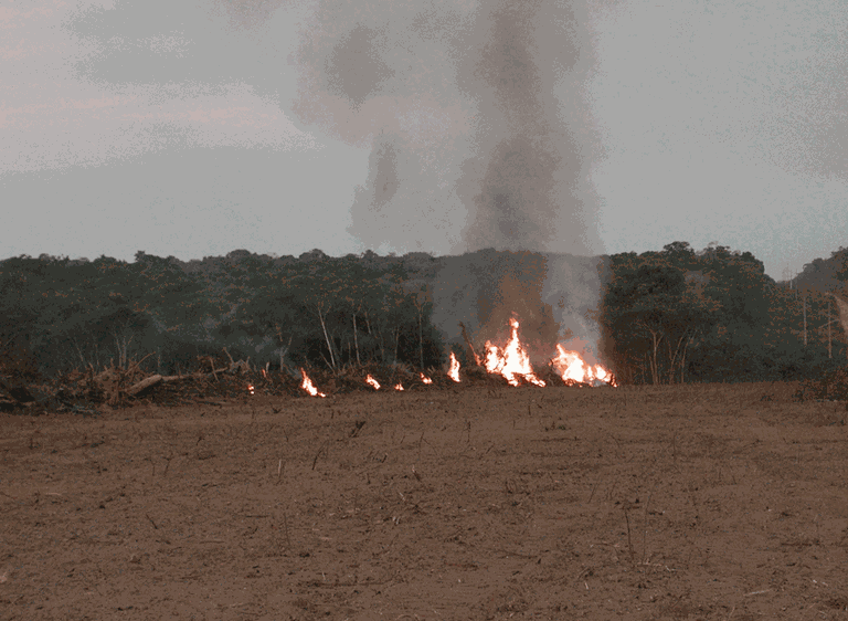 Foto_IF-Incêndio-Florestal-1-.gif