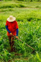 Lançada nova plataforma digital que monitora secas e condições climáticas para planejamento e garantia de safra de grãos