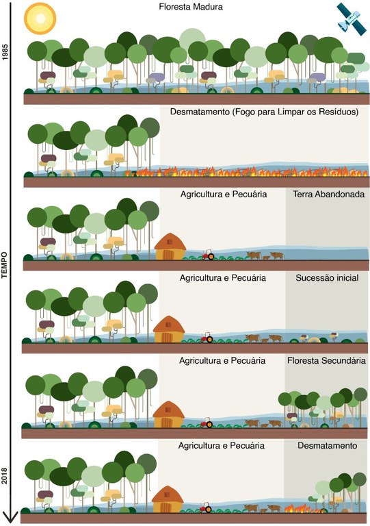 Florestas-Processo-de-formação-de-florestas-secundárias.jpg