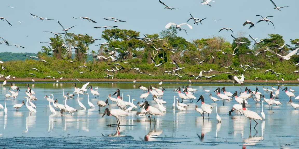 A auditoria destaca o papel da Controladoria na promoção do desenvolvimento sustentável e da qualidade dos serviços nas áreas de preservação ambiental